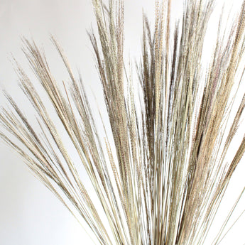 Dried Navajo Grass