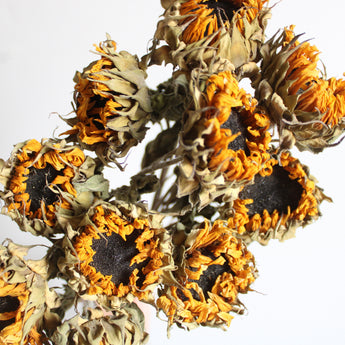 Dried Mini Sunflower