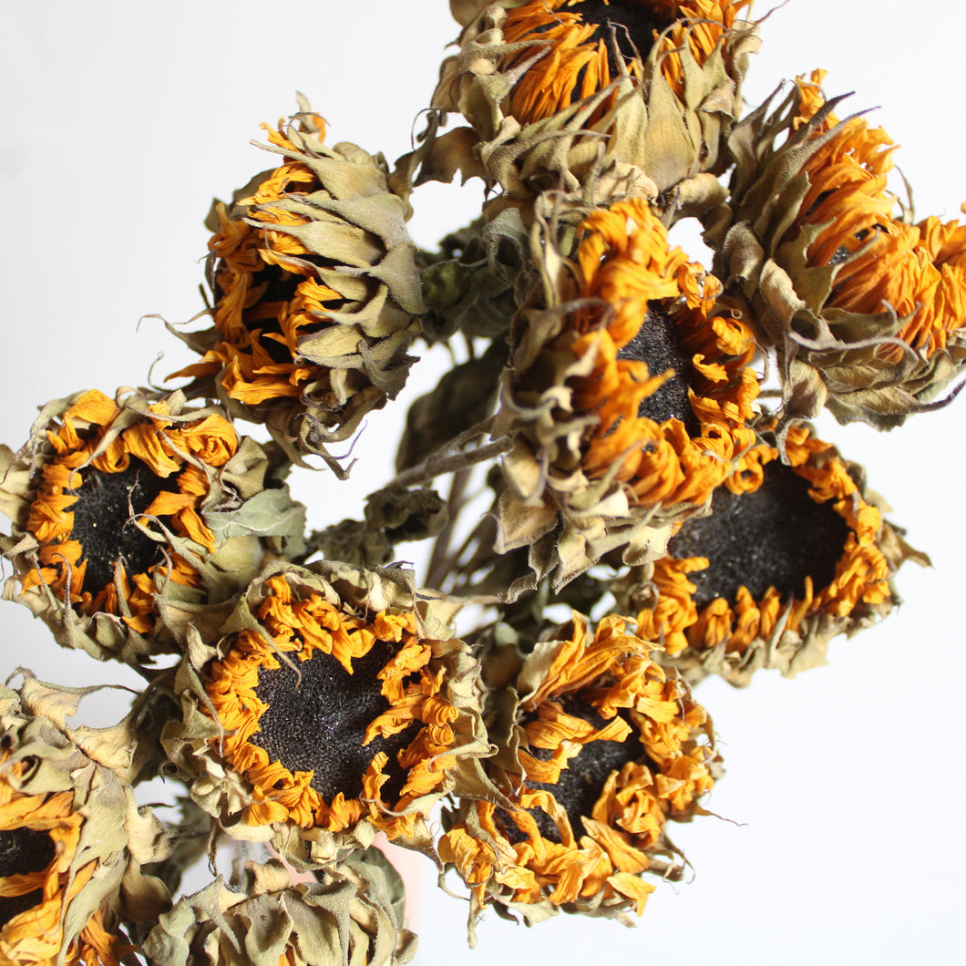 Sunflowers (Mini) - Dried
