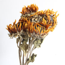 Load image into Gallery viewer, Sunflowers - Dried
