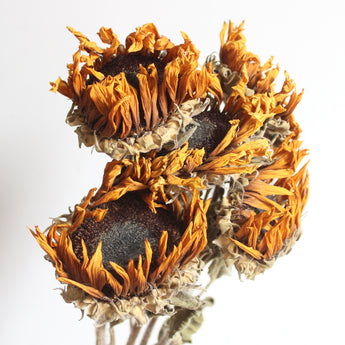 Dried Sunflower