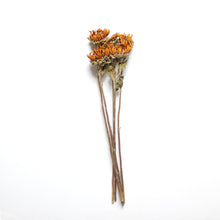 Load image into Gallery viewer, Sunflowers - Dried
