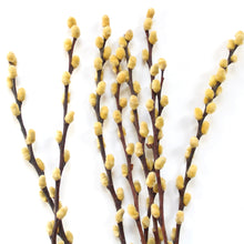 Load image into Gallery viewer, Pussy Willow - Dried

