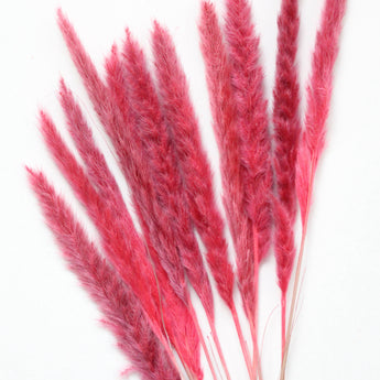 Dried Pampas Grass