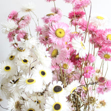 Load image into Gallery viewer, Rhodanthe - Dried
