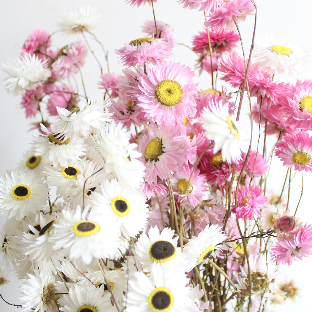 Rhodanthe - Dried
