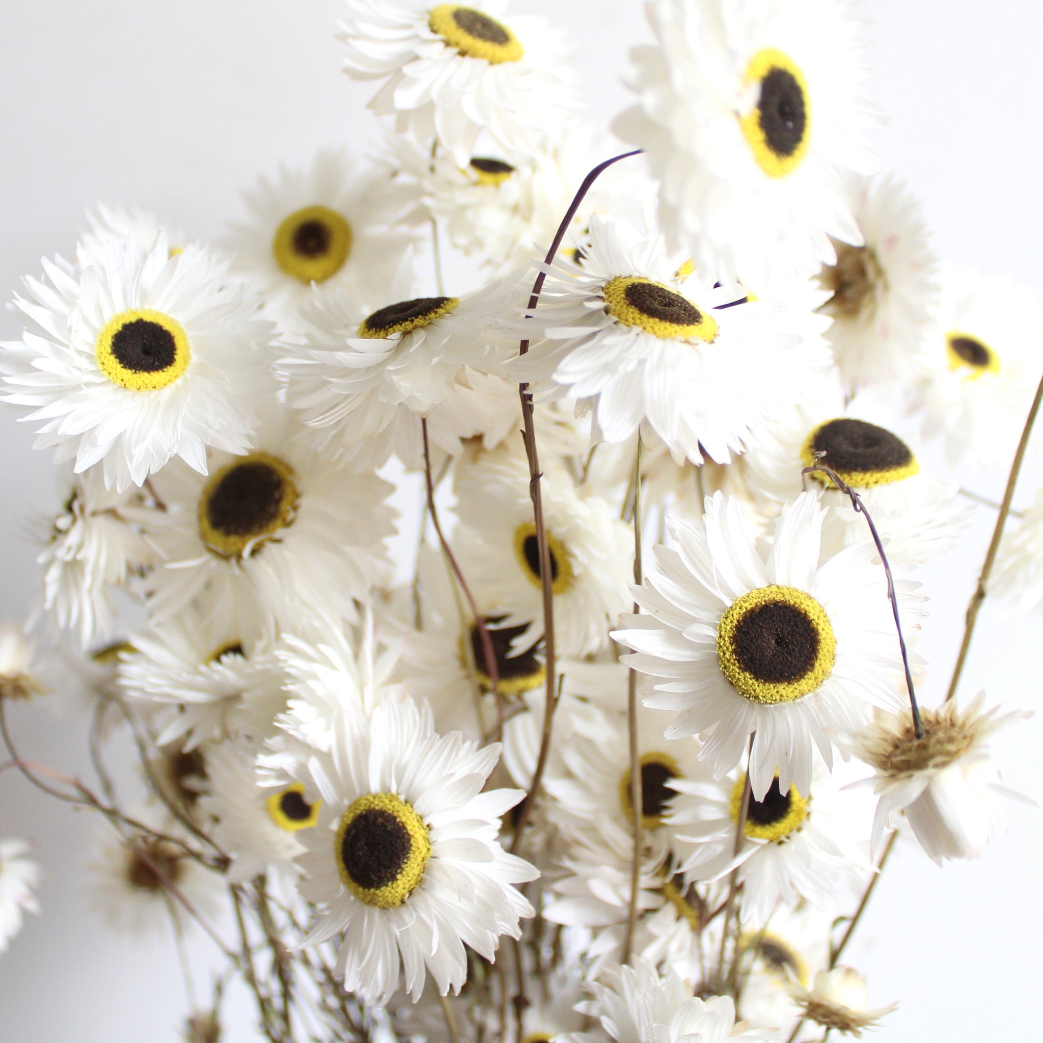 White Rhodanthe Daisy – Idlewild Floral Co.