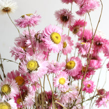 Load image into Gallery viewer, Rhodanthe - Dried
