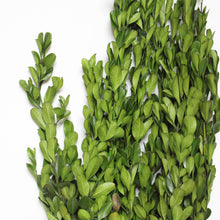 Load image into Gallery viewer, Boxwood - Preserved
