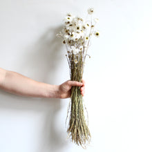 Load image into Gallery viewer, Rhodanthe - Dried
