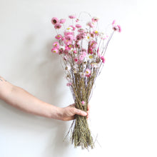 Load image into Gallery viewer, Rhodanthe - Dried
