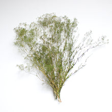 Load image into Gallery viewer, Gypsophila (Mini) - Preserved
