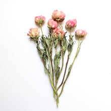 Load image into Gallery viewer, Salmon Pink Peony - Dried
