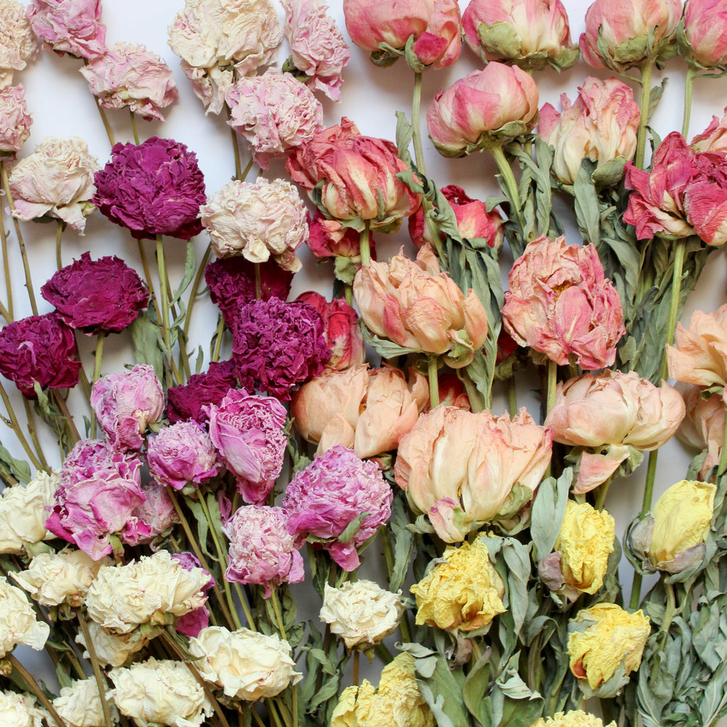 Peony - Dried