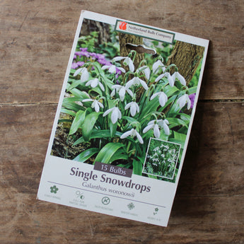Bulbs - Snowdrops