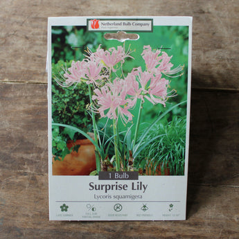 Bulbs - Pink Surprise Lily