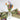 The Garden Gate Petite Bouquet