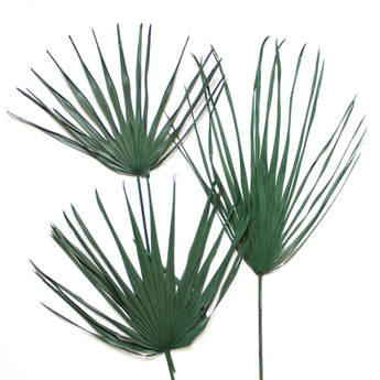 Preserved Palm Frond