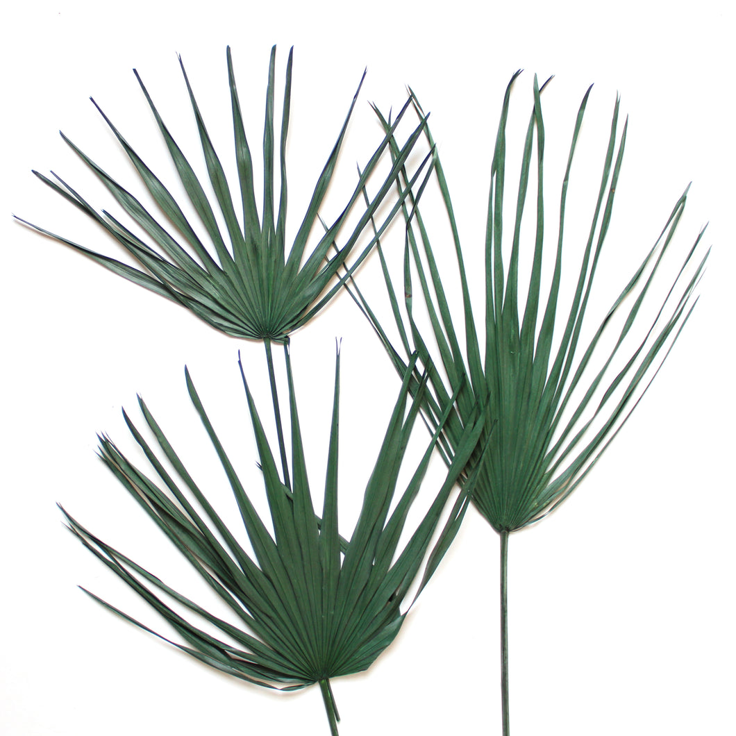 Palm Fronds - Preserved