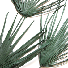 Load image into Gallery viewer, Palm Fronds - Preserved
