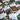 Seeds (Vegetables & Fruits) - Seed Savers Exchange