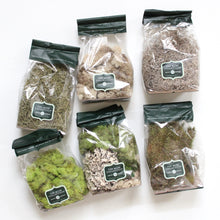 Load image into Gallery viewer, Moss  -  Preserved
