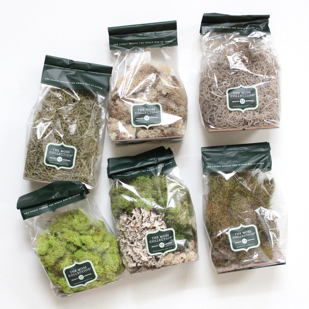 Moss  -  Preserved