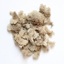Load image into Gallery viewer, Moss  -  Preserved
