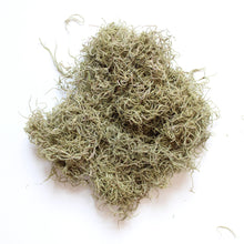 Load image into Gallery viewer, Moss  -  Preserved
