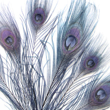Load image into Gallery viewer, Peacock Feather - Dyed
