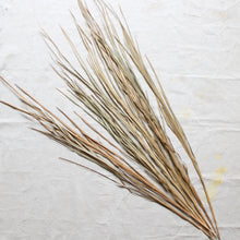 Load image into Gallery viewer, Wild Grass - Dried
