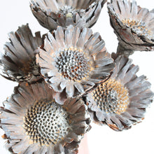 Load image into Gallery viewer, Dried Rosette Compacta Protea
