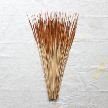 Dried Pencil Cattail