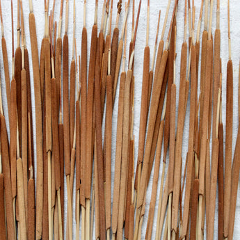 Dried Pencil Cattail