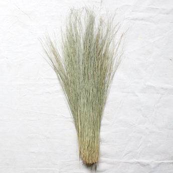 Dried Dune Grass