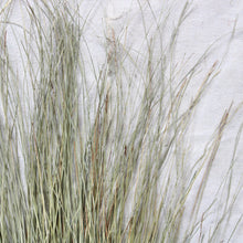 Load image into Gallery viewer, Dune Grass - Dried
