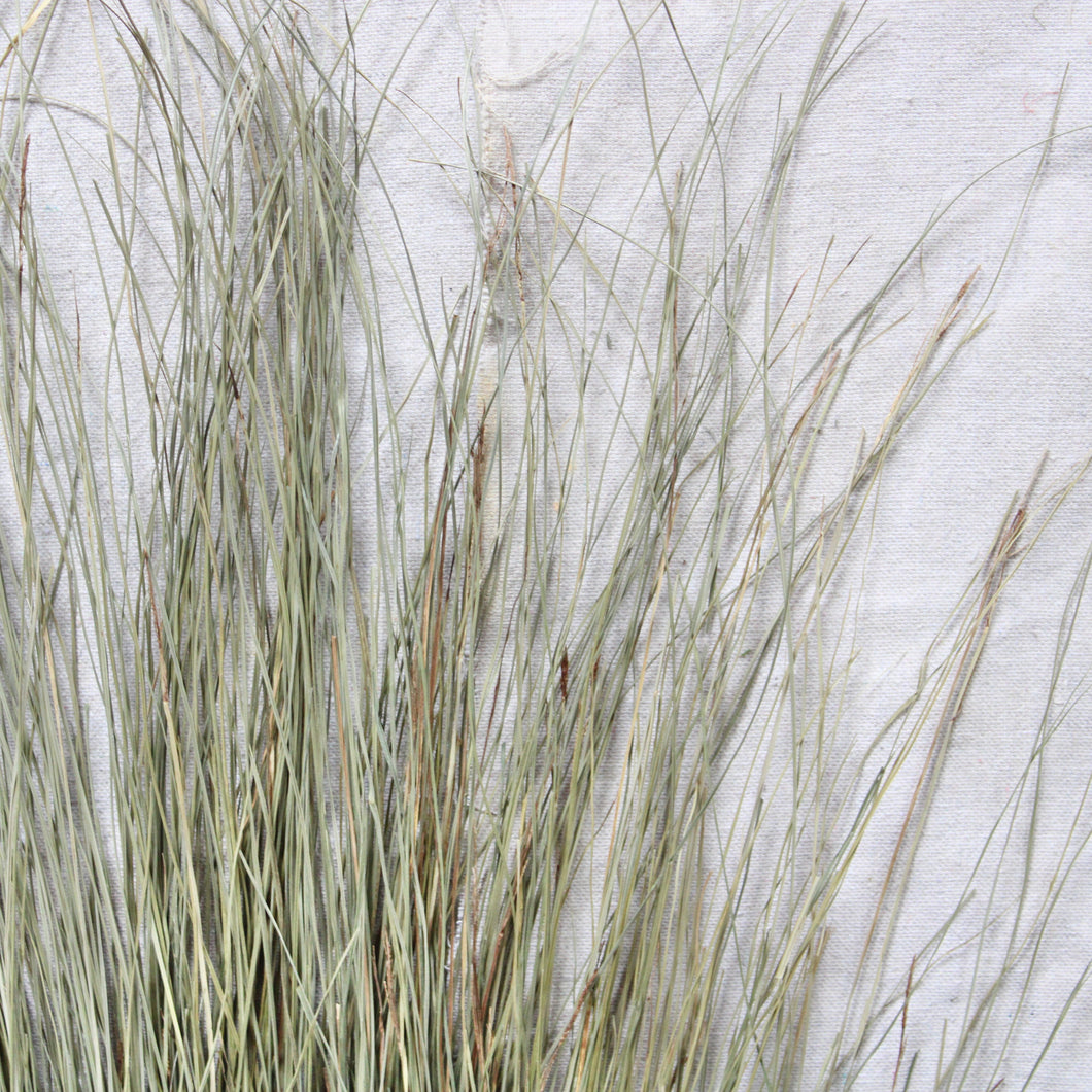 Dune Grass - Dried