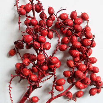 Dried Canella Berry