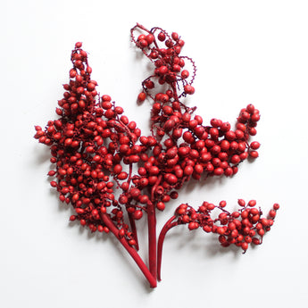 Dried Canella Berry