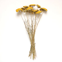 Load image into Gallery viewer, Dried Yarrow
