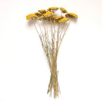 Dried Yarrow