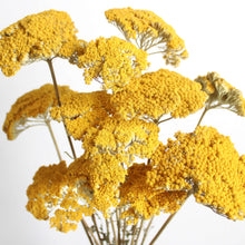 Load image into Gallery viewer, Dried Yarrow
