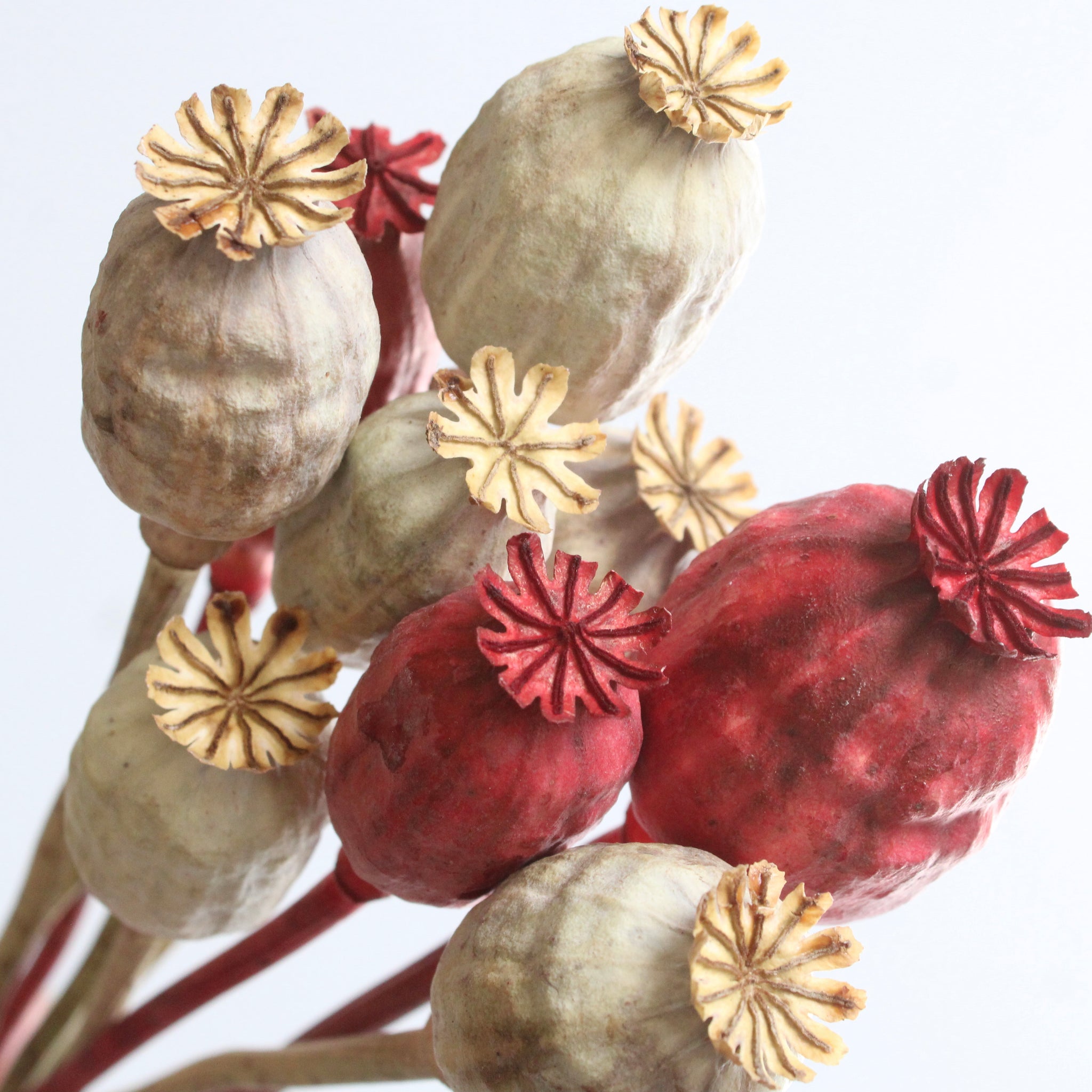 Lush Garden Dried Flower Arrangement – Native Poppy