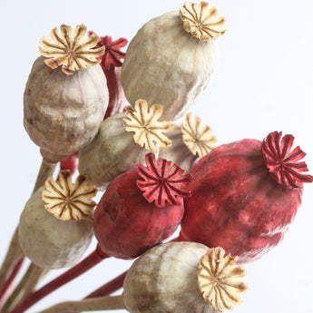 Dried Poppy