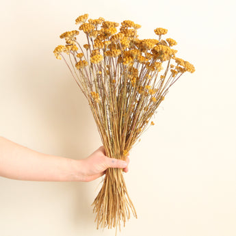 Dried Lonas