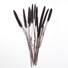 Load image into Gallery viewer, Millet - Purple Majesty (Dried)
