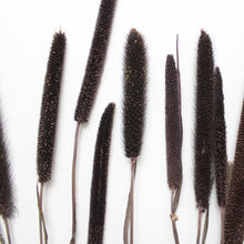Load image into Gallery viewer, Millet - Purple Majesty (Dried)
