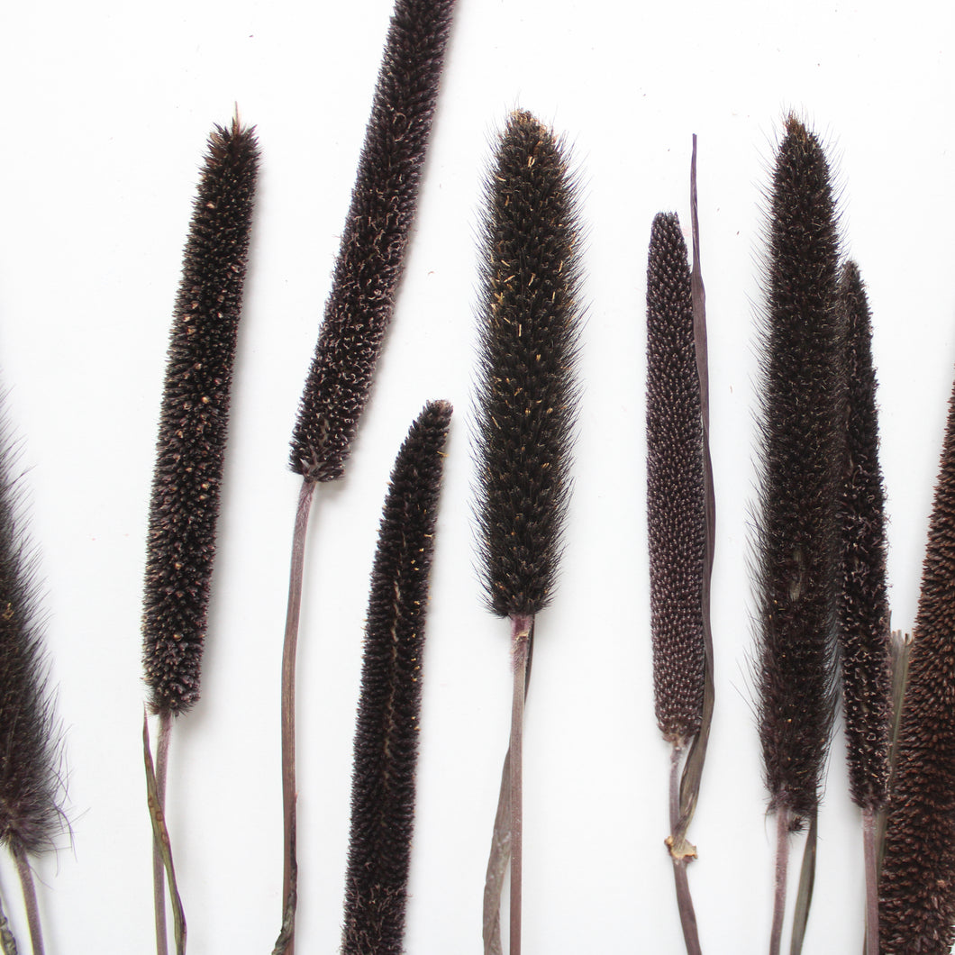 Millet - Purple Majesty (Dried)