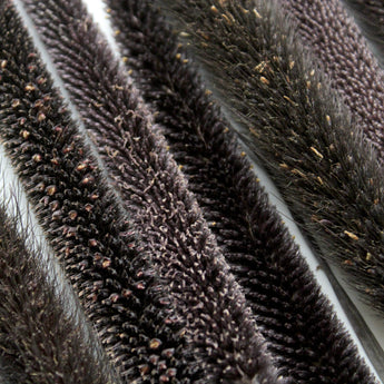 Dried Purple Majesty Millet