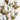 Dried Nigella Orientalis